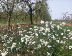 Działka na sprzedaż, Piaseczyński Tarczyn, 217 000 zł, 1550 m2, 7/14848/OGS