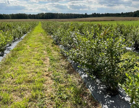 Działka na sprzedaż, Stargardzki Chociwel Lisowo, 2 600 000 zł, 500 000 m2, AVN22268