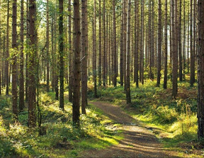 Leśne na sprzedaż, Poznański Mosina Wiórek rogalinski park krajobrazowy, 738 000 zł, 49 208 m2, 490/11661/OGS