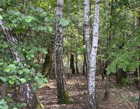 Działka na sprzedaż, podkarpackie przeworski Adamówka Majdan Sieniawski, 245 000 zł, 4900 m2, gratka-38542607