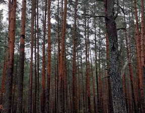 Działka na sprzedaż, podlaskie hajnowski Narewka Siemianówka, 190 000 zł, 18 800 m2, gratka-33365177